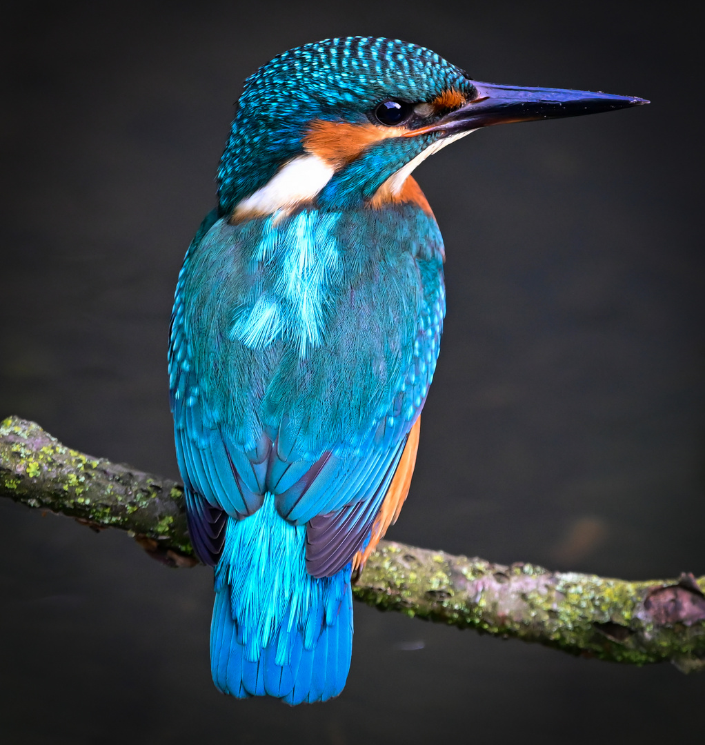 Eisvogel | Kingfisher |