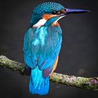 Eisvogel | Kingfisher |
