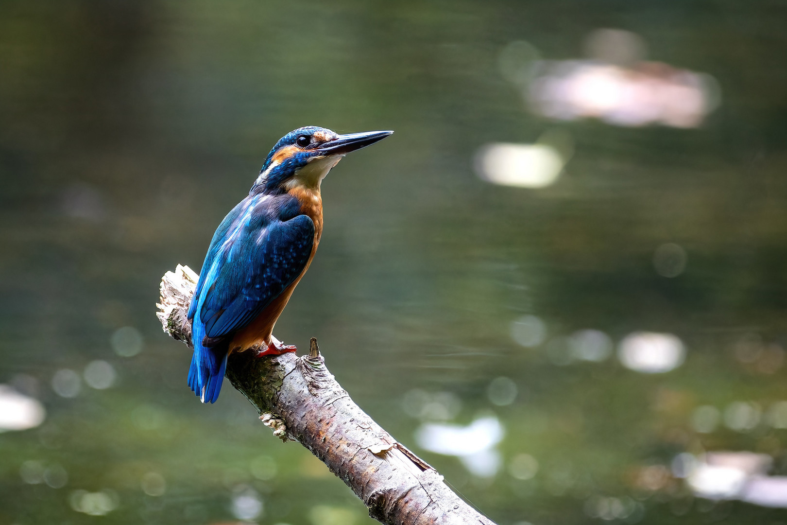 Eisvogel - kingfisher