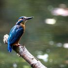 Eisvogel - kingfisher