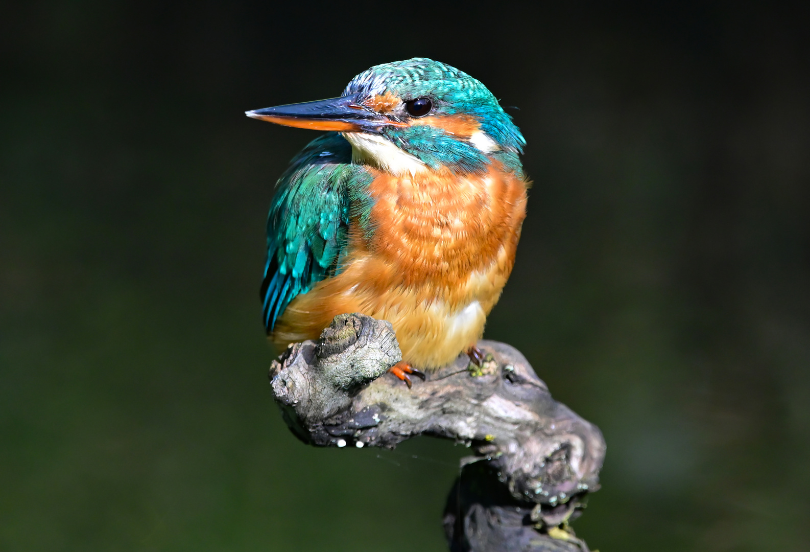 Eisvogel | Kingfisher |