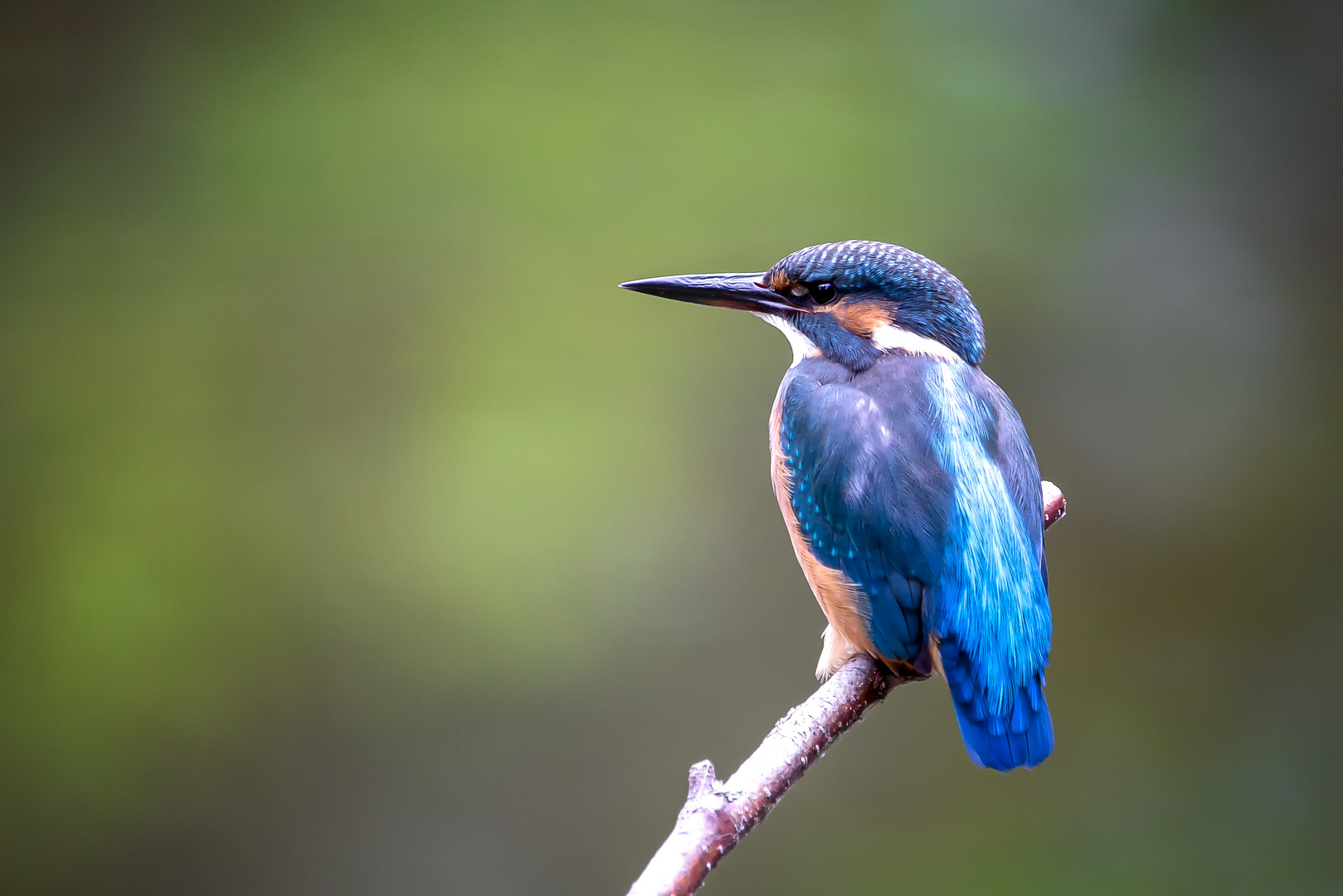 Eisvogel - kingfisher