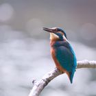 Eisvogel - kingfisher