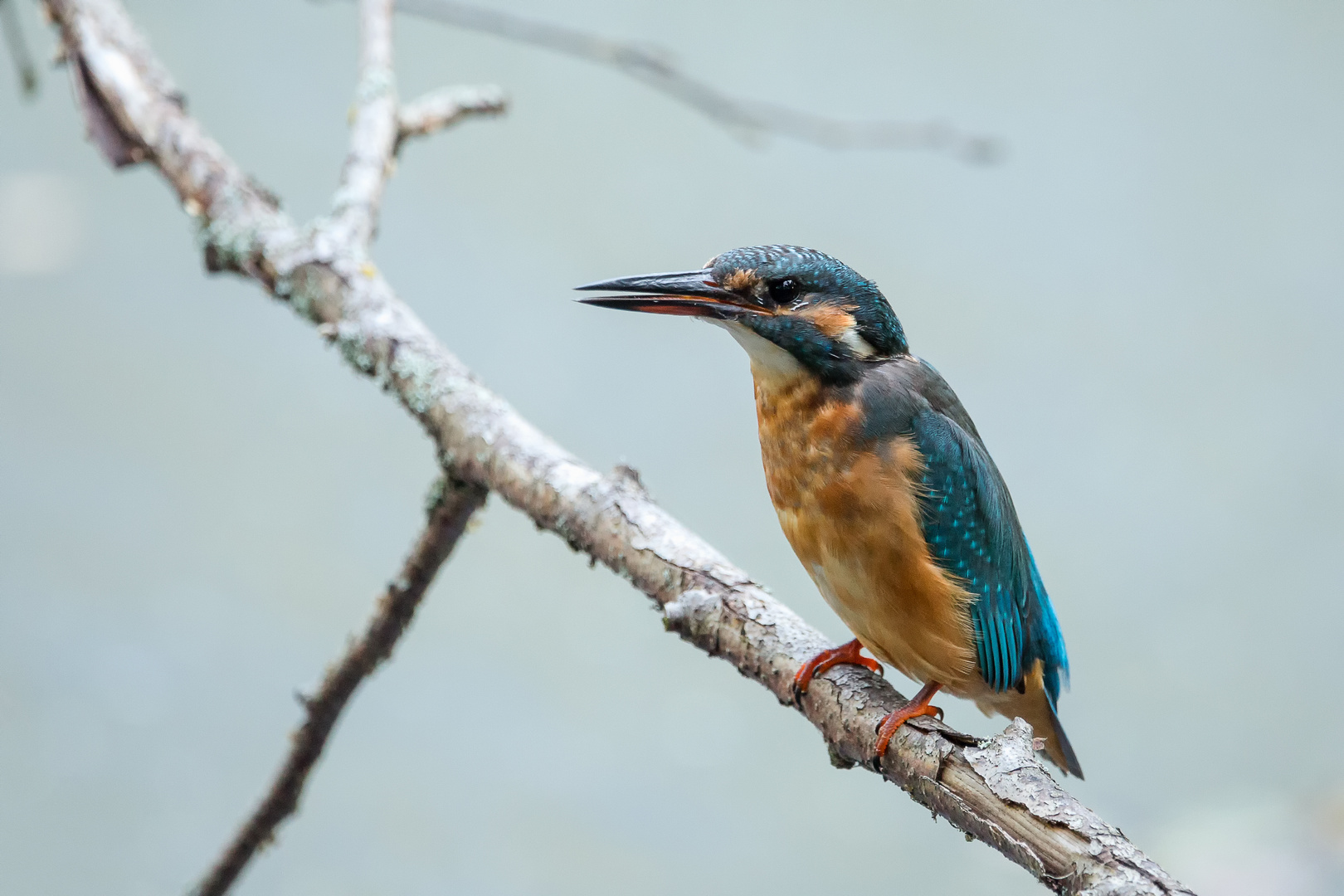 Eisvogel - kingfisher