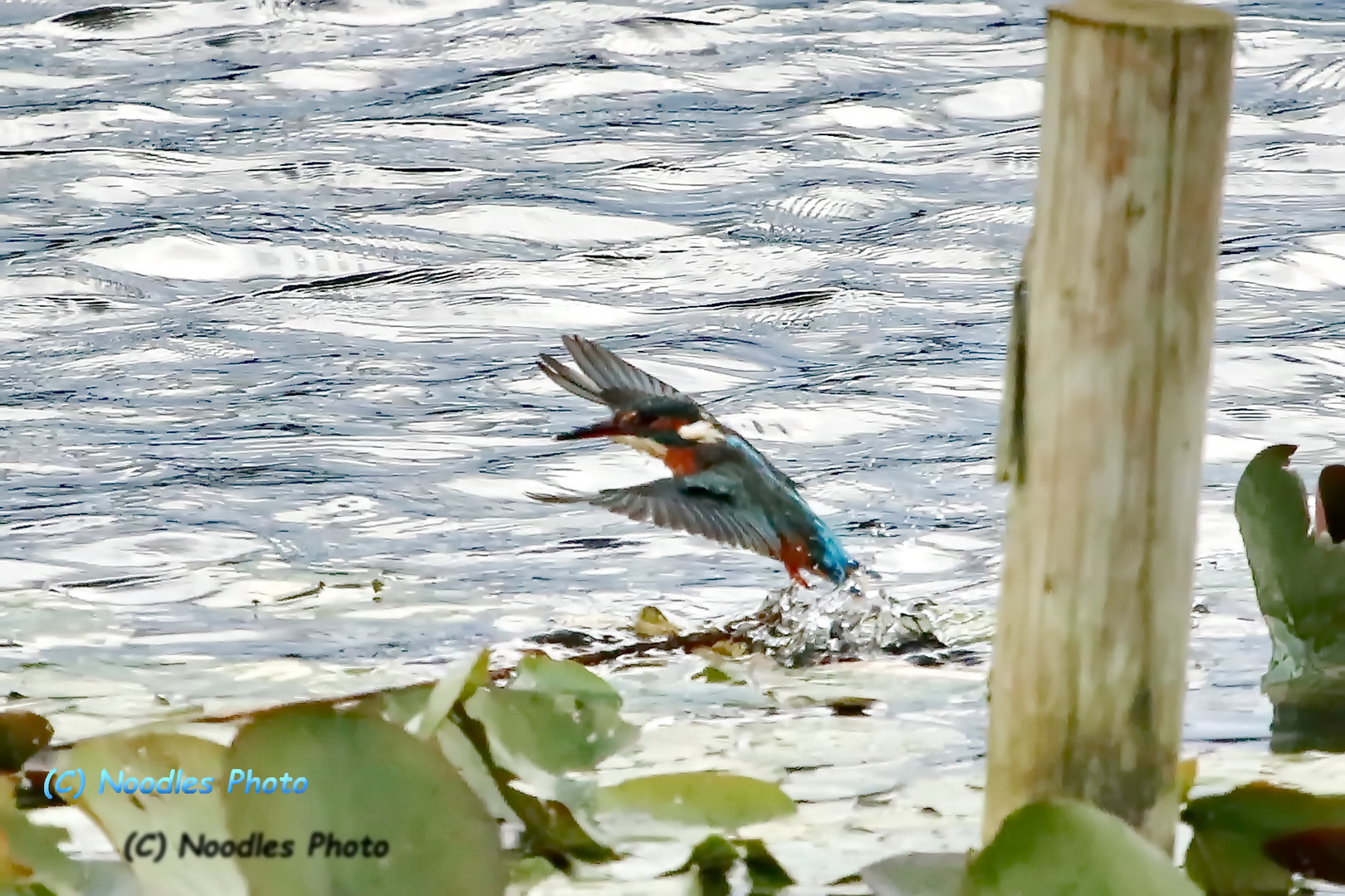 Eisvogel - Kingfisher