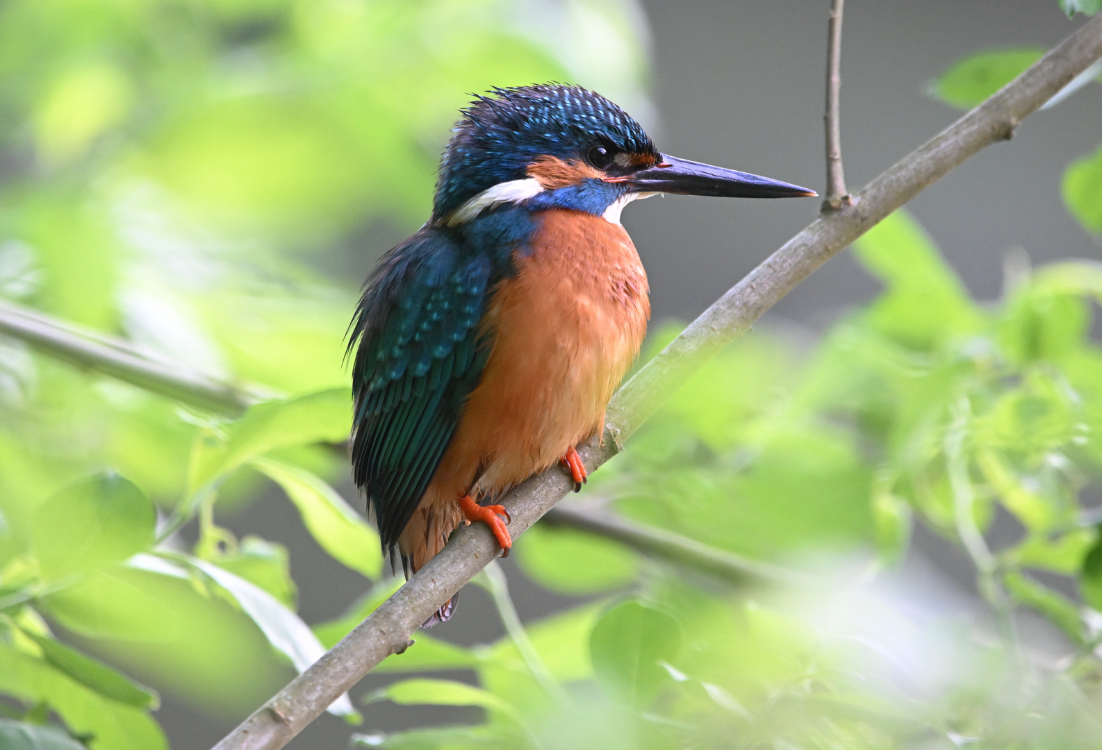 Eisvogel | Kingfisher |