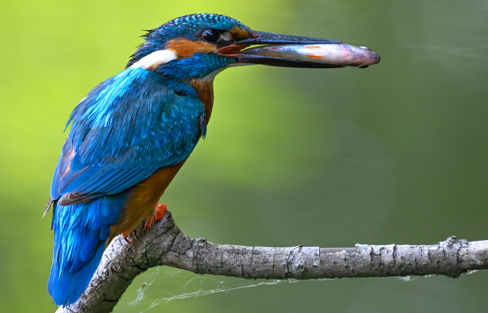 Eisvogel | Kingfisher |