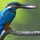 Eisvogel | Kingfisher |