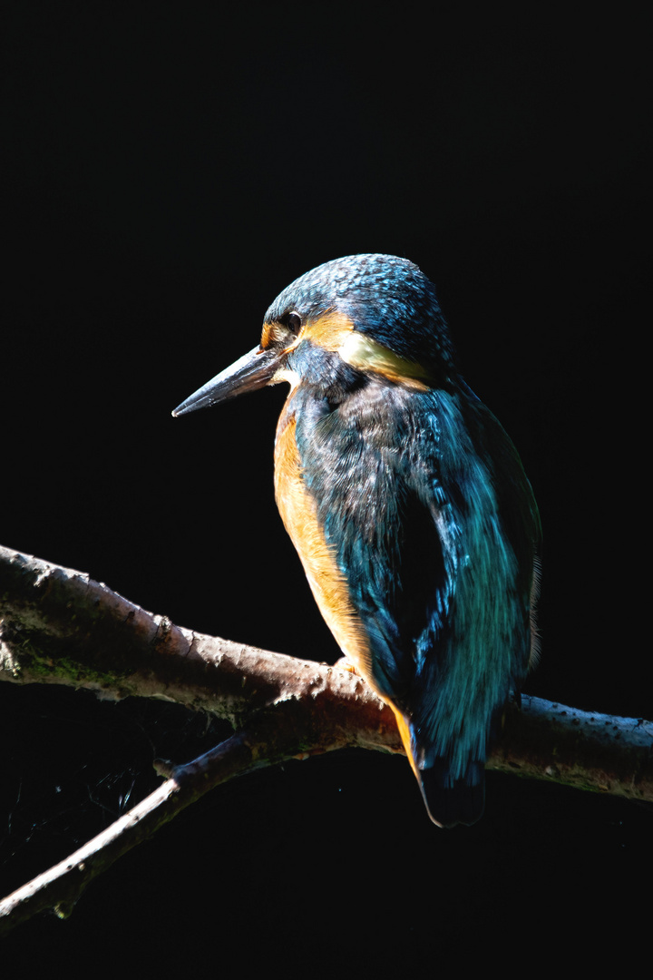 Eisvogel - kingfisher