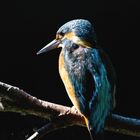 Eisvogel - kingfisher