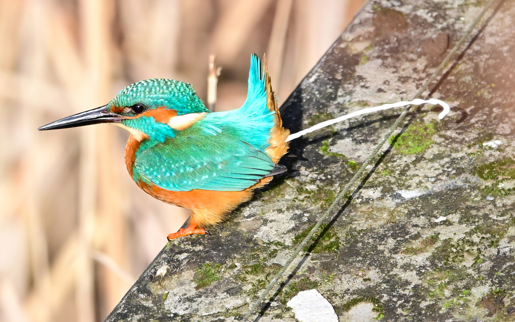 Eisvogel | Kingfisher |