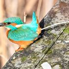 Eisvogel | Kingfisher |