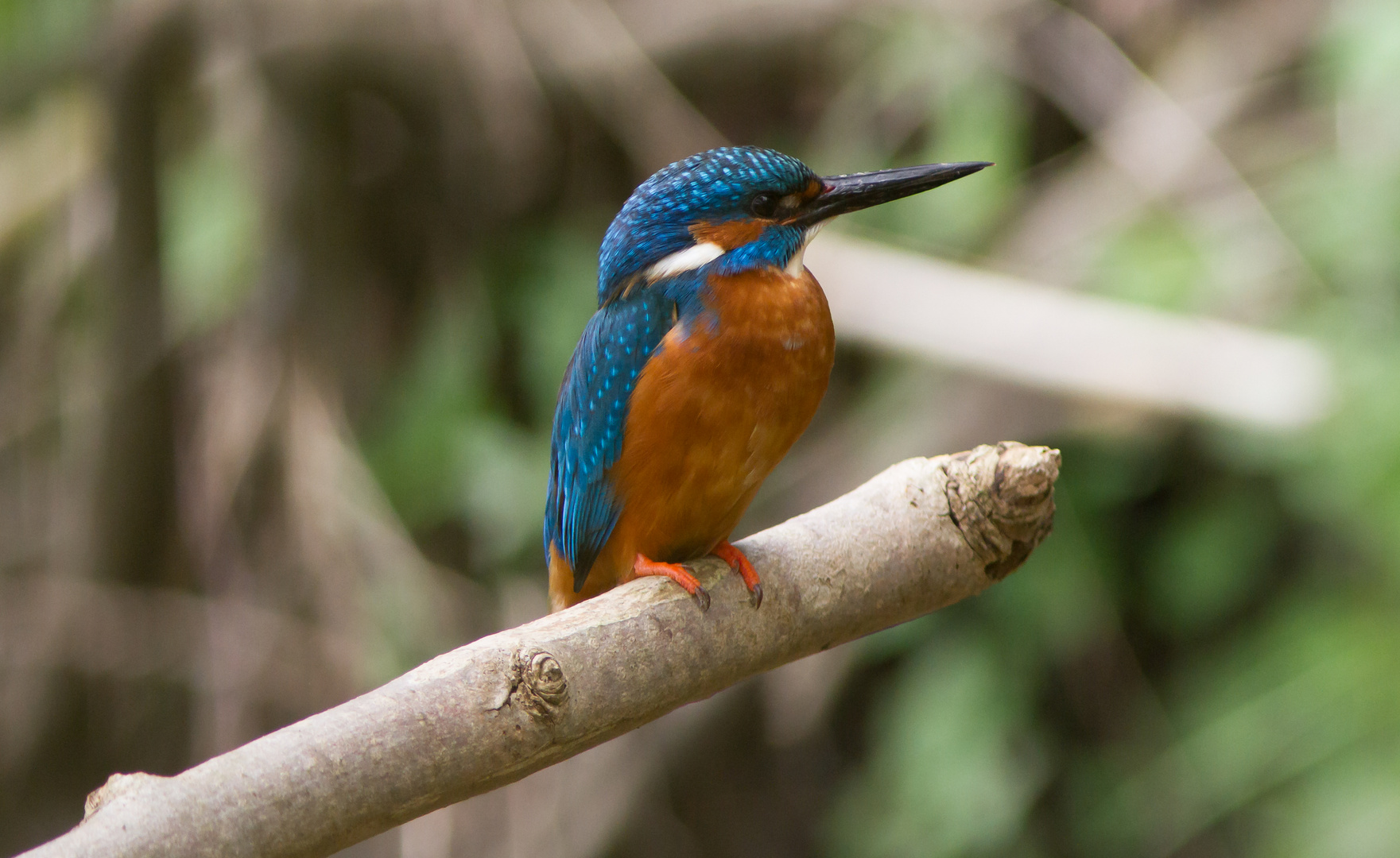 Eisvogel, Kingfisher