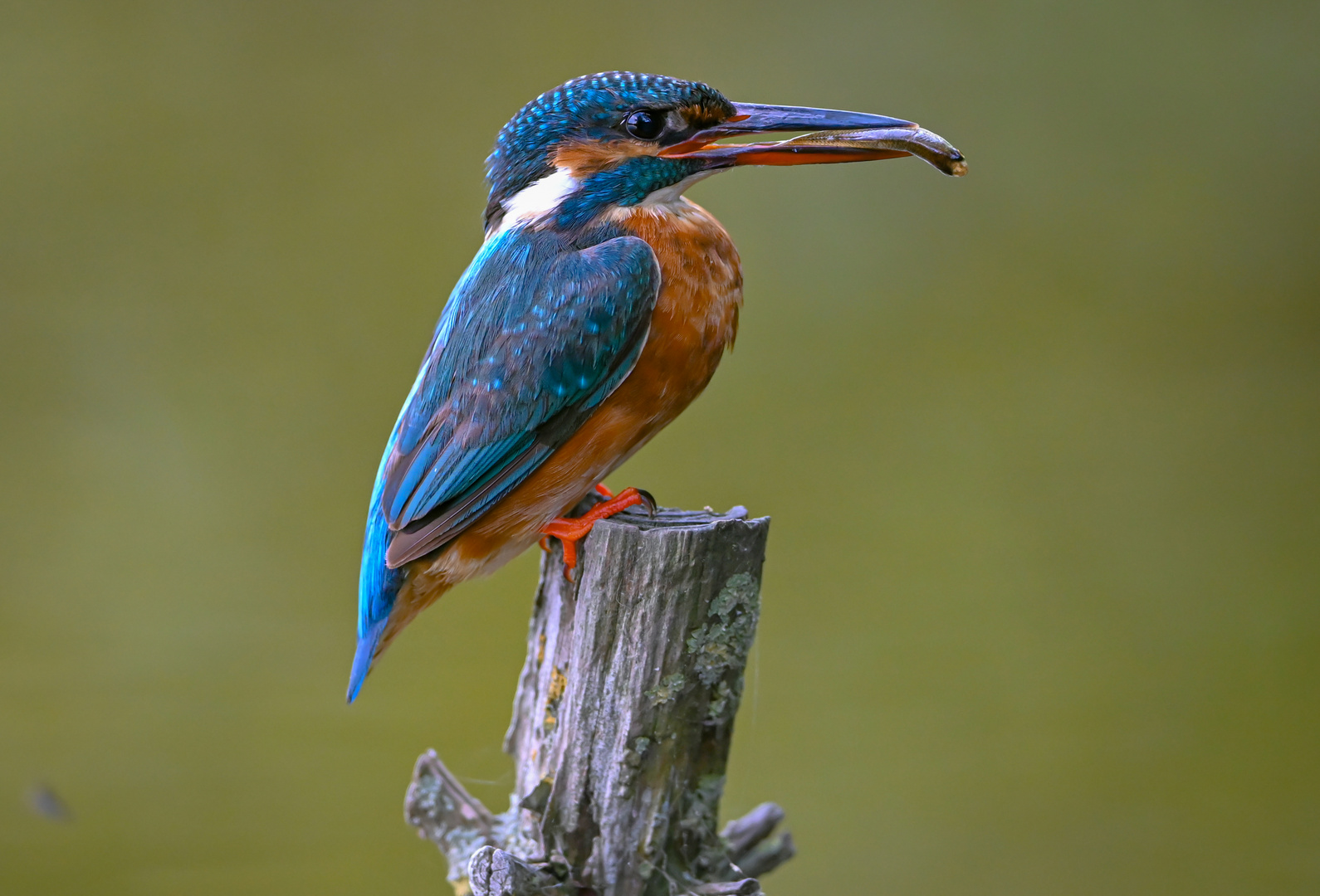 Eisvogel | Kingfisher |