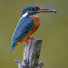 Eisvogel | Kingfisher |