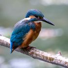 Eisvogel - kingfisher