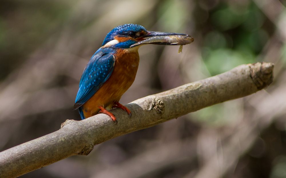 Eisvogel, Kingfisher II