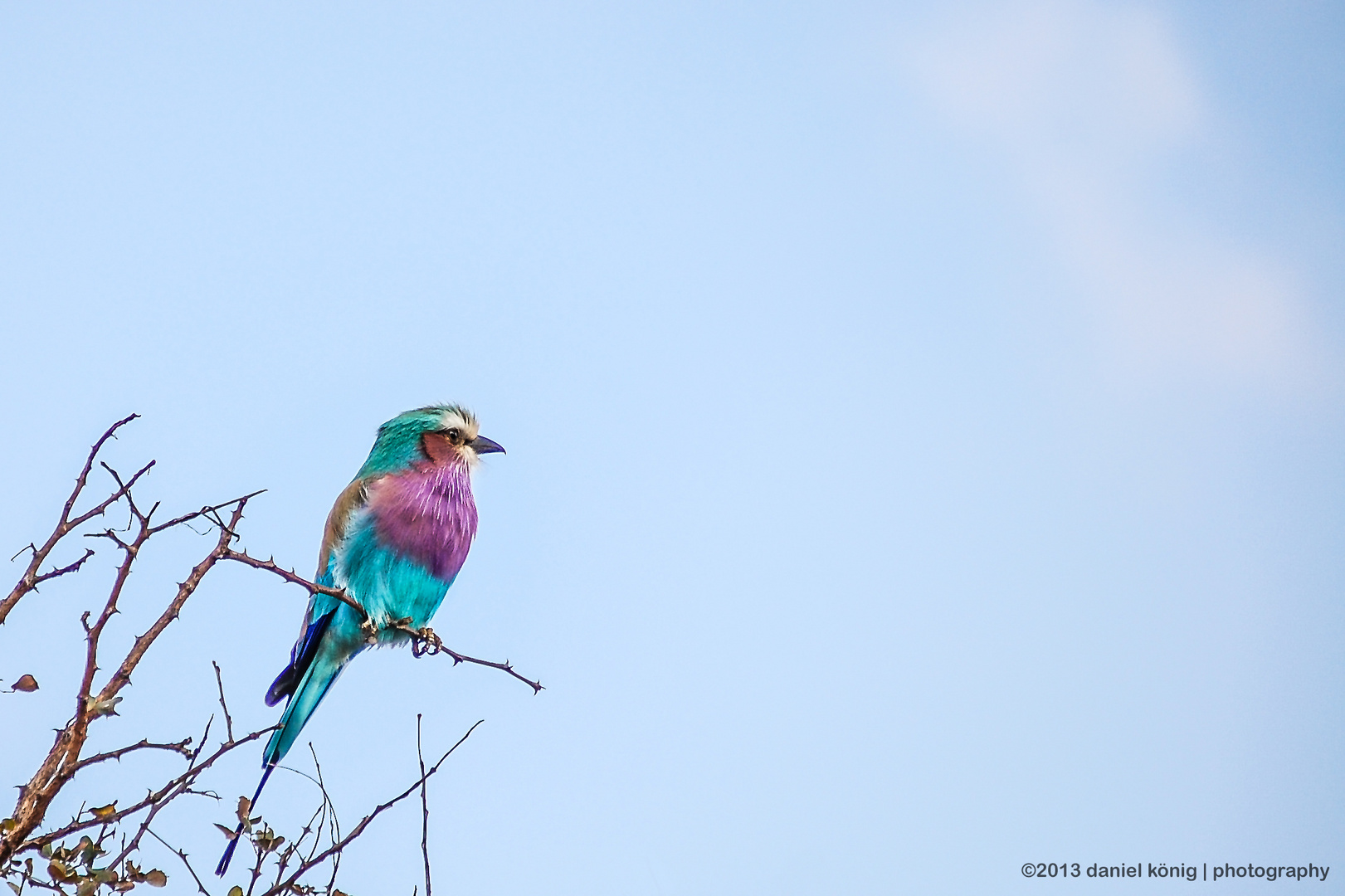 Eisvogel / Kingfisher - Krüger National Park