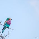 Eisvogel / Kingfisher - Krüger National Park