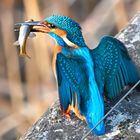 Eisvogel | Kingfisher | mit Fisch 