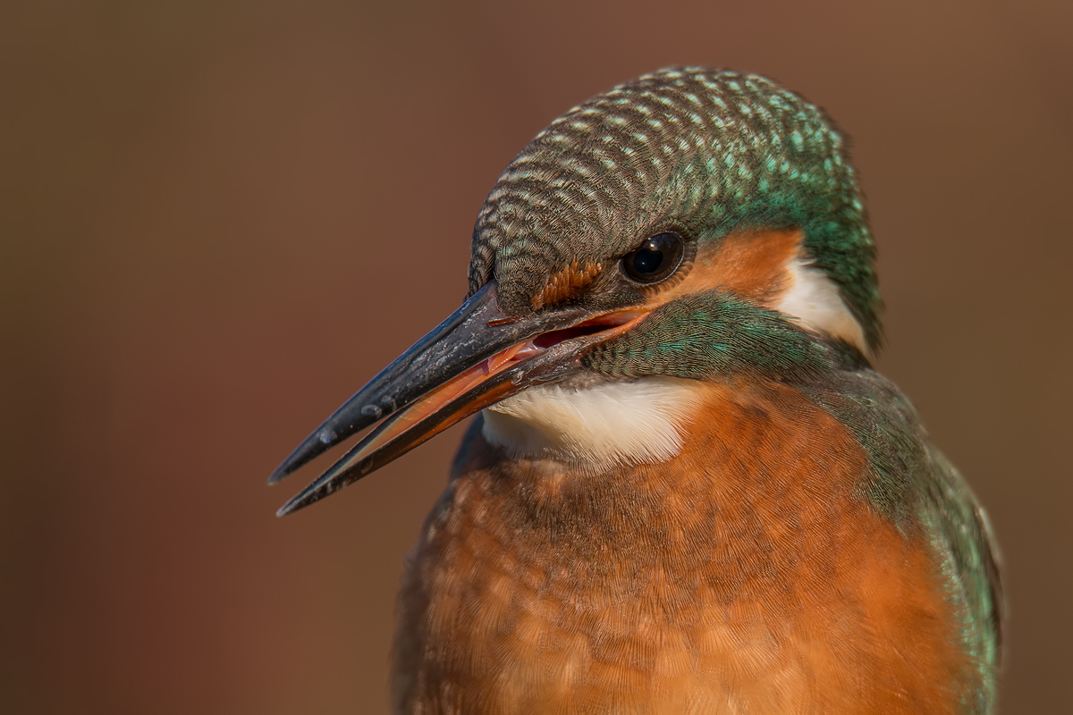 Eisvogel / Kingfisher Teilportrait