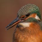 Eisvogel / Kingfisher Teilportrait