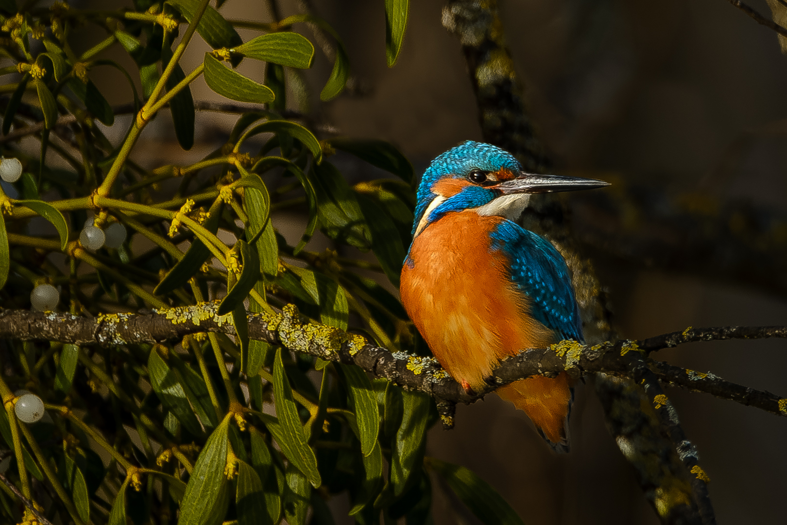 Eisvogel Kingsfisher in München an der Isar