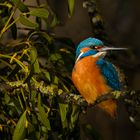 Eisvogel Kingsfisher in München an der Isar