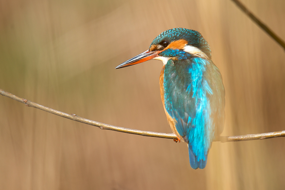 Eisvogel klassisch