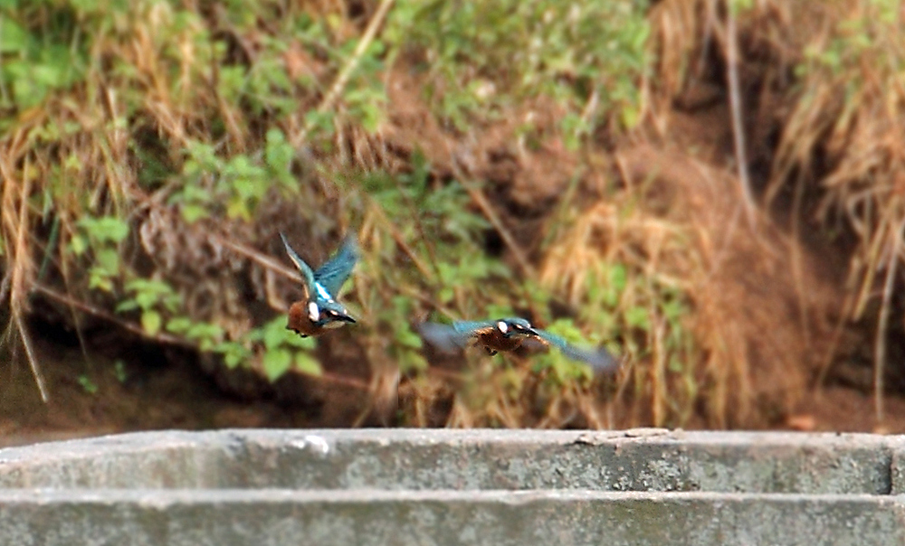 Eisvogel Kollage aus 2 Bildern