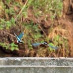 Eisvogel Kollage aus 2 Bildern