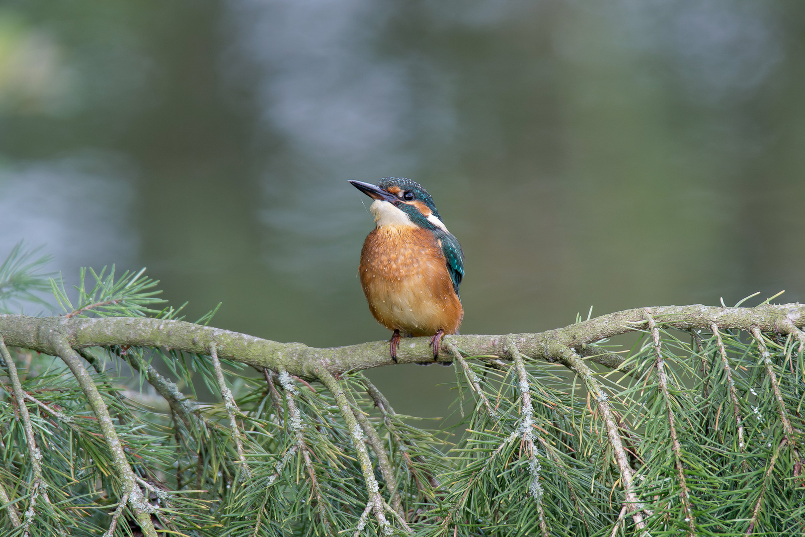 Eisvogel kommt gerade aus dem Wasser