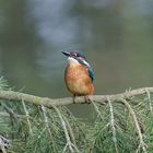 Eisvogel kommt gerade aus dem Wasser