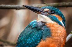 "EISVOGEL KONTROLLBLICK"