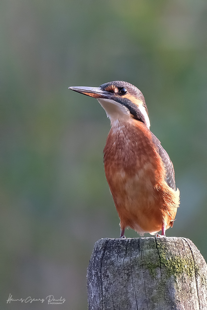 Eisvogel konzentriert