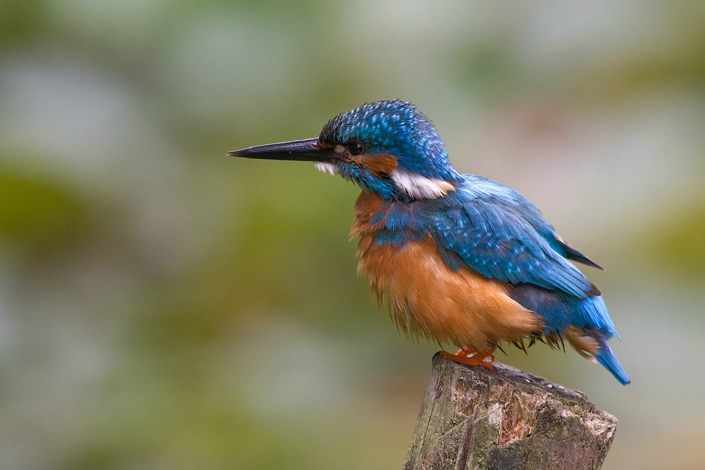 Eisvogel kurz nach dem auftauchen