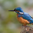 Eisvogel kurz nach dem auftauchen