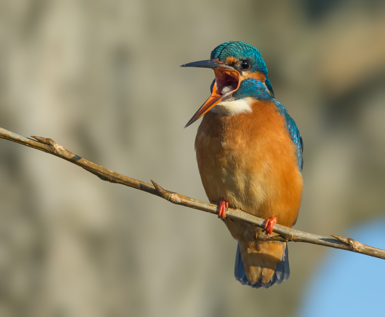 Eisvogel kurz vor dem Auswurf