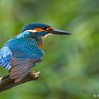 Eisvogel - Kurz vor dem Start