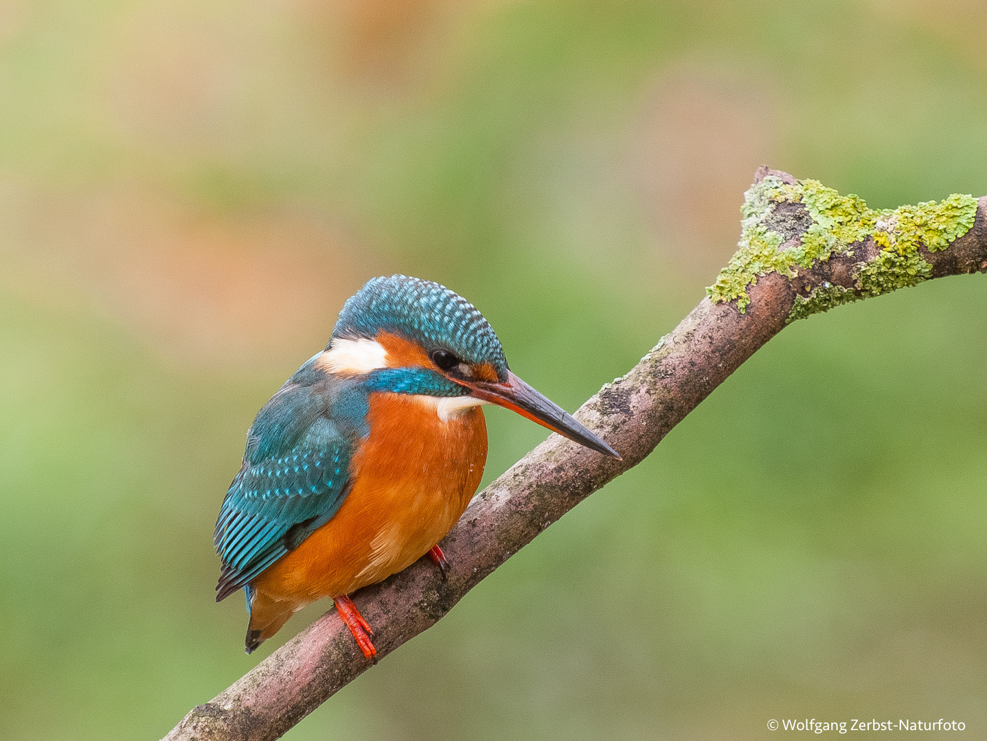 ". Eisvogel Lady "