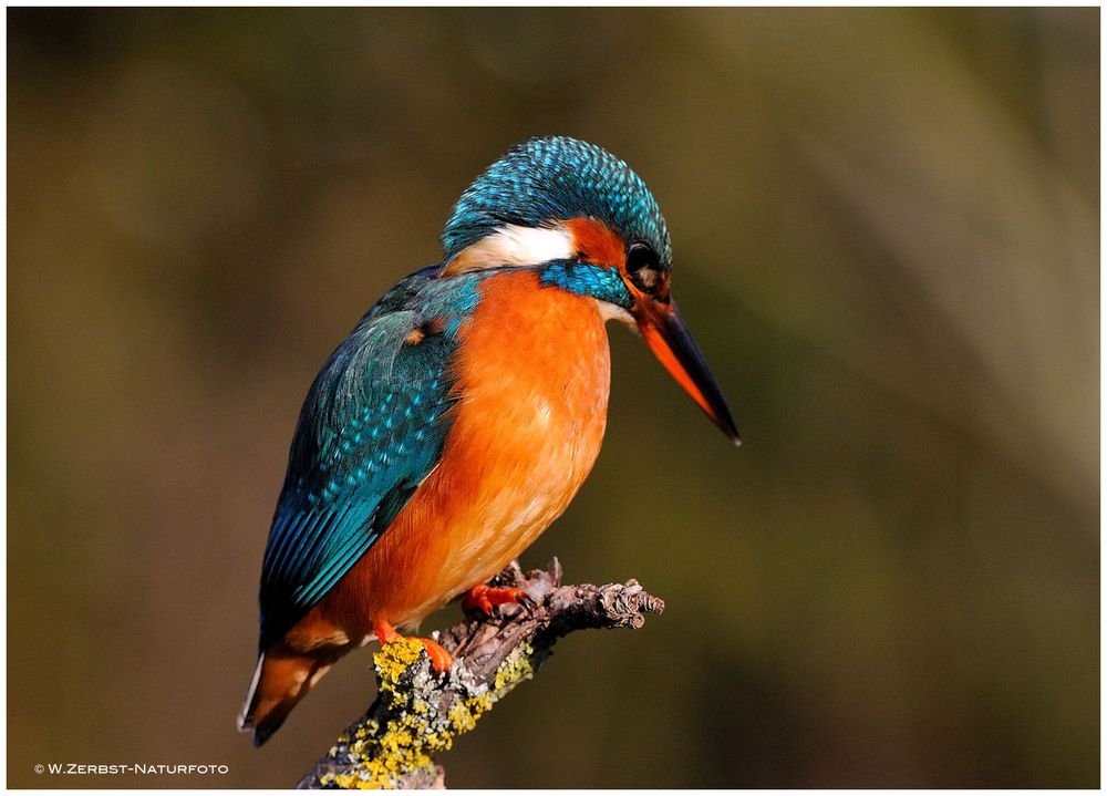 --- Eisvogel Lady --- ( Alcedo atthis )