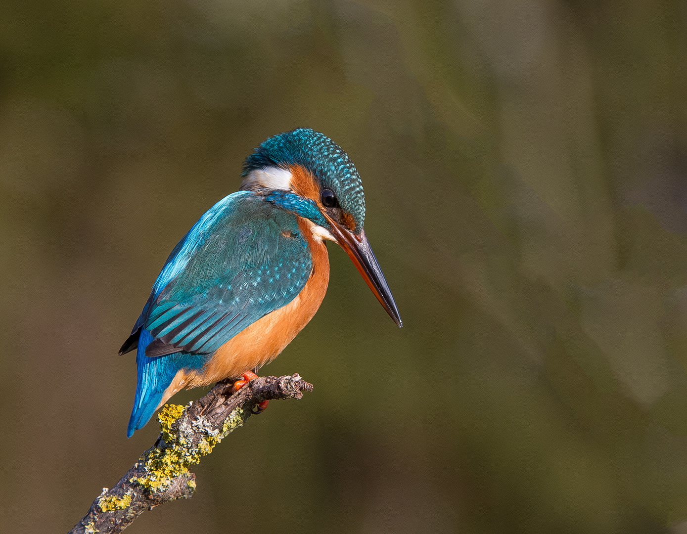 " Eisvogel Lady "  ( Alcedo atthis )