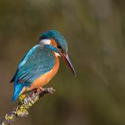 " Eisvogel Lady "  ( Alcedo atthis )