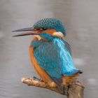 " Eisvogel Lady "  ( Alcedo atthis )