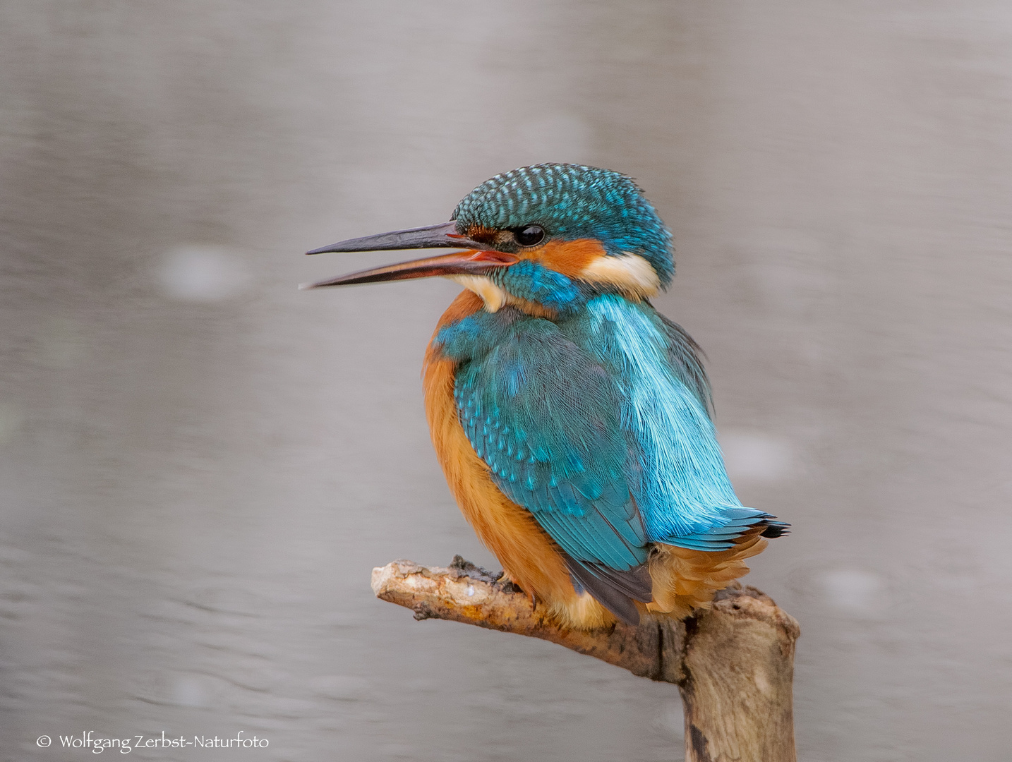  - EISVOGEL LADY -  ( Alcedo atthis )