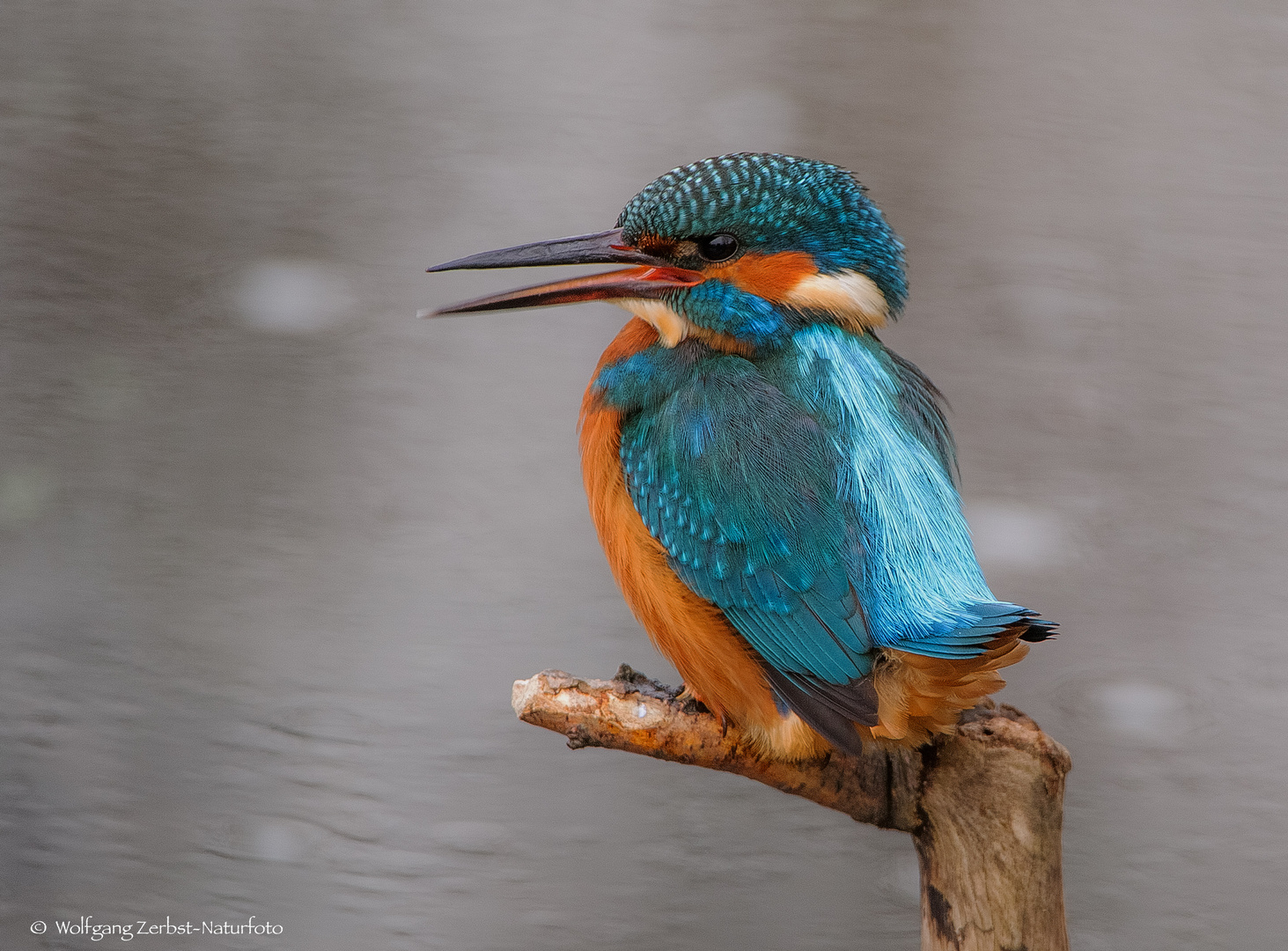   -EISVOGEL - LADY -