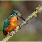 --- Eisvogel - Lady schön in der Morgensonne ---