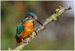 --- Eisvogel - Lady schön in der Morgensonne ---