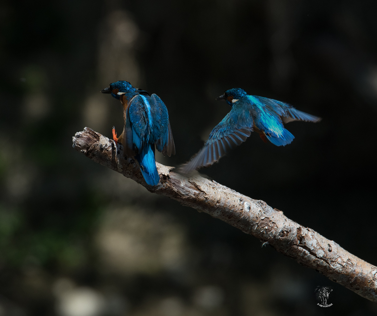 Eisvogel Landungskollage