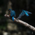 Eisvogel Landungskollage